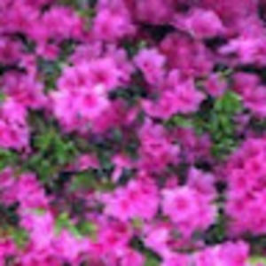 Meet your Posher, Ksenia